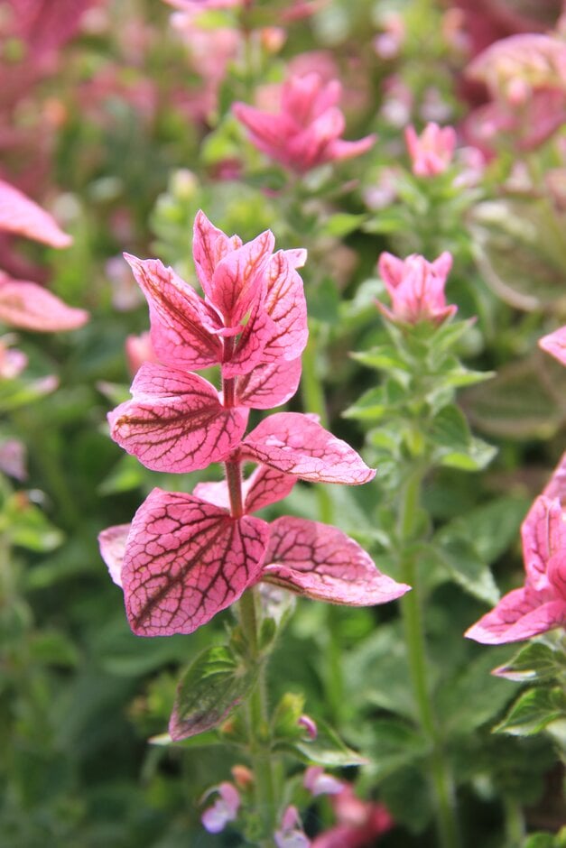 <i>Salvia</i> <i>viridis</i> [<span style="font-variant: small-caps;">Bouquet Mixed</span>]